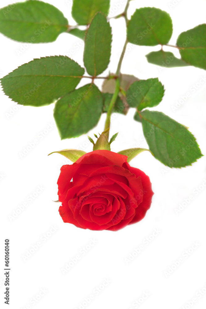 Bright red rose isolated Bright red rose isolated