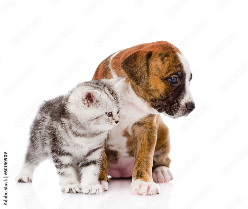 Scottish kitten and puppy looking away. isolated on white 