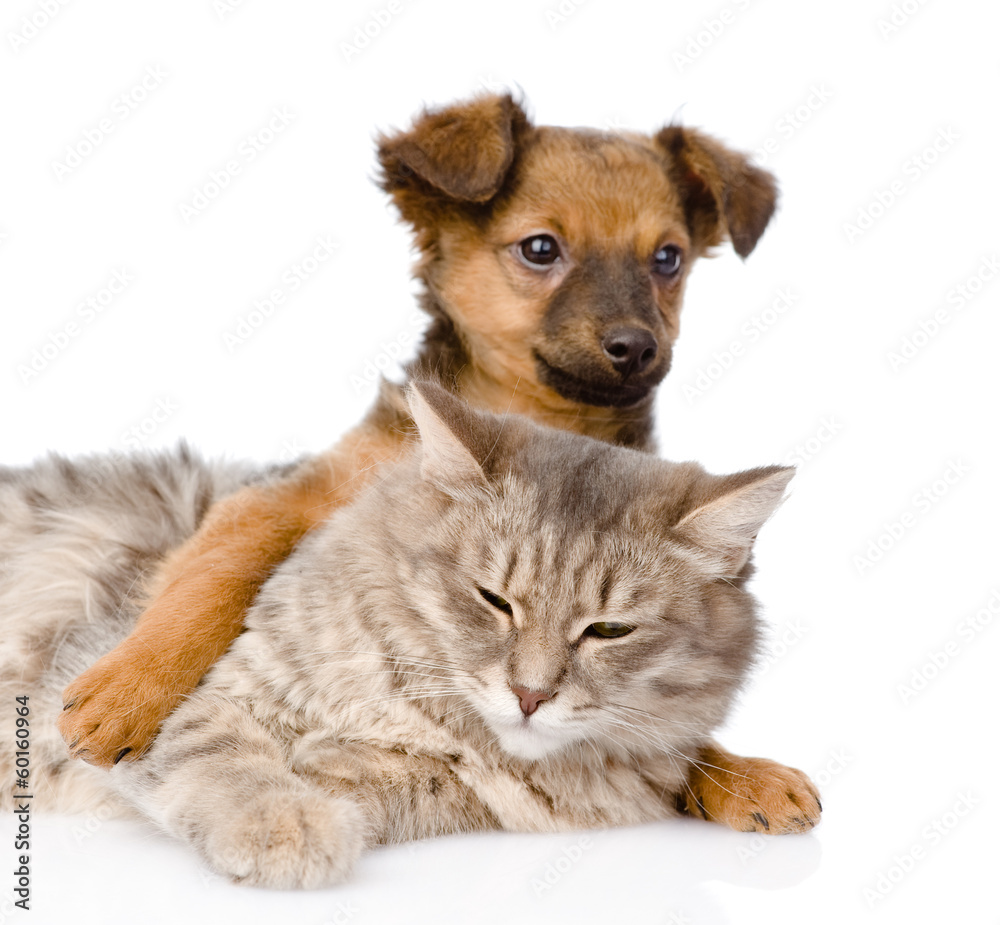 mixed breed dog hugging cat. isolated on white background mixed breed dog hugging cat. isolated on white background