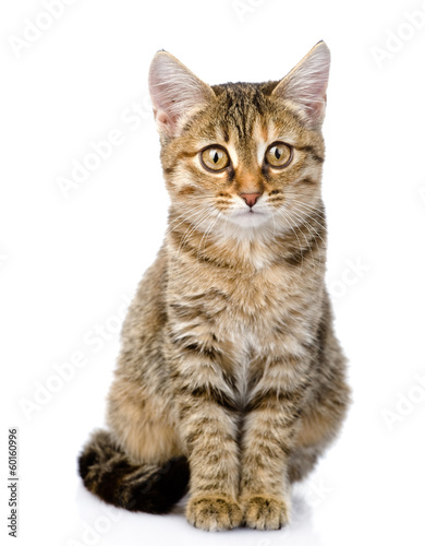 little kitten sitting in front. isolated on white background