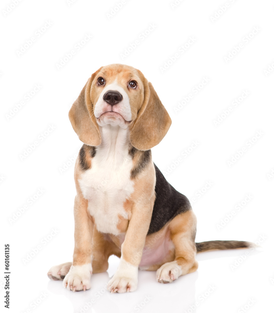 Beagle puppy dog looking up. isolated on white background