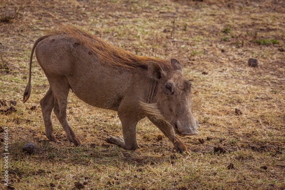 warthog warthog