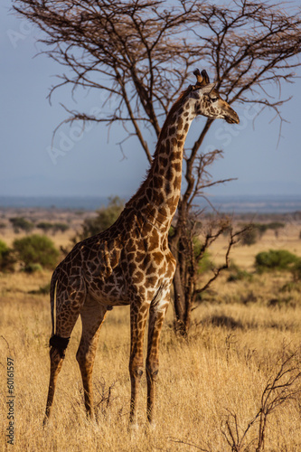 African Giraffe