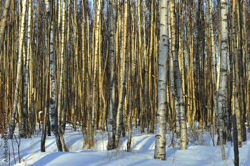 The Winter birch wood