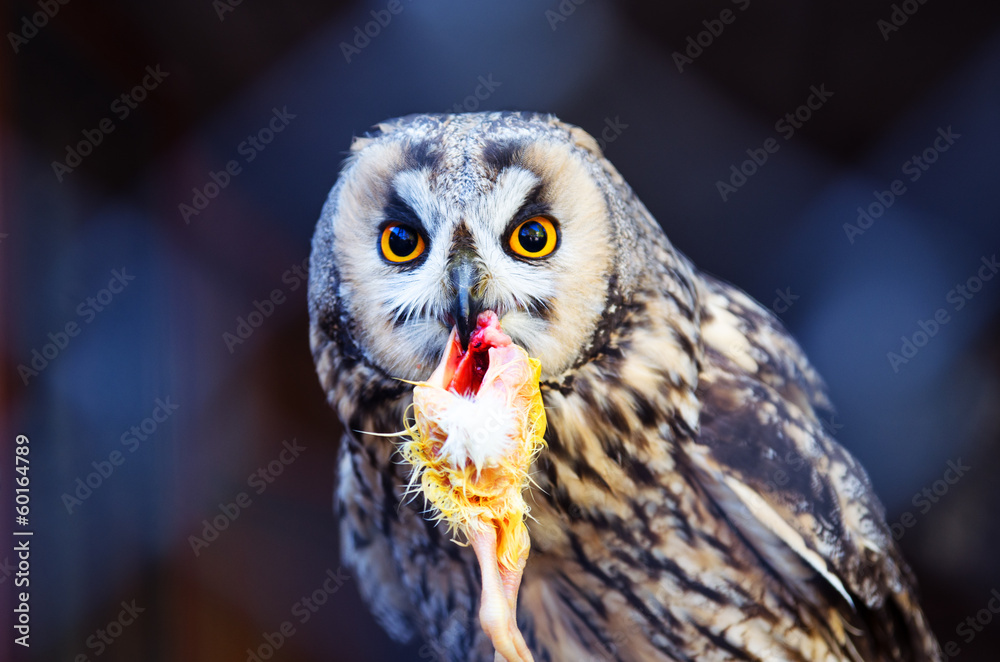 Fototapeta premium Czas jedzenia