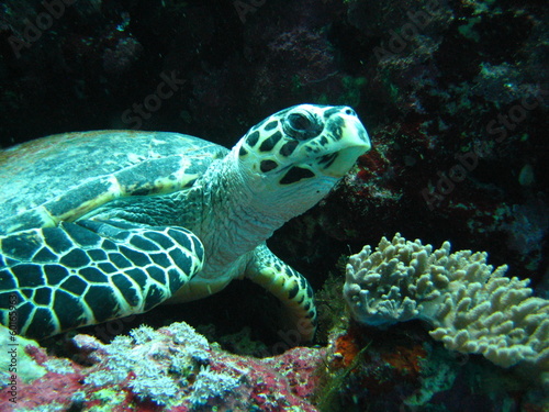 Schildkröte © wernerrieger