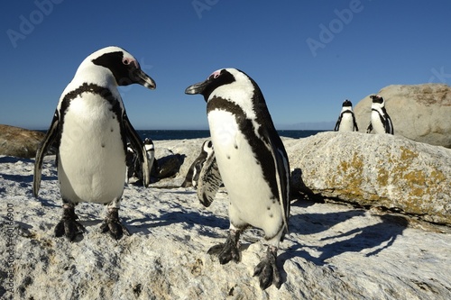 pinguine in südafrika in kapstadt