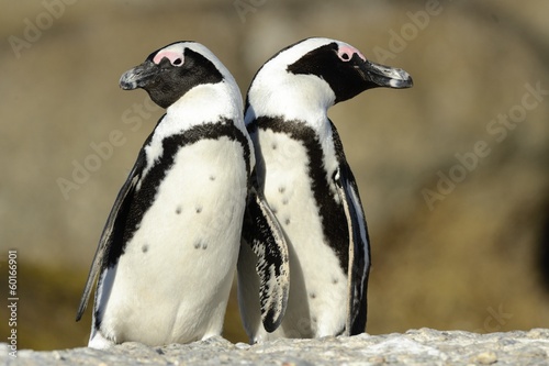 Pinguine in Kapstadt