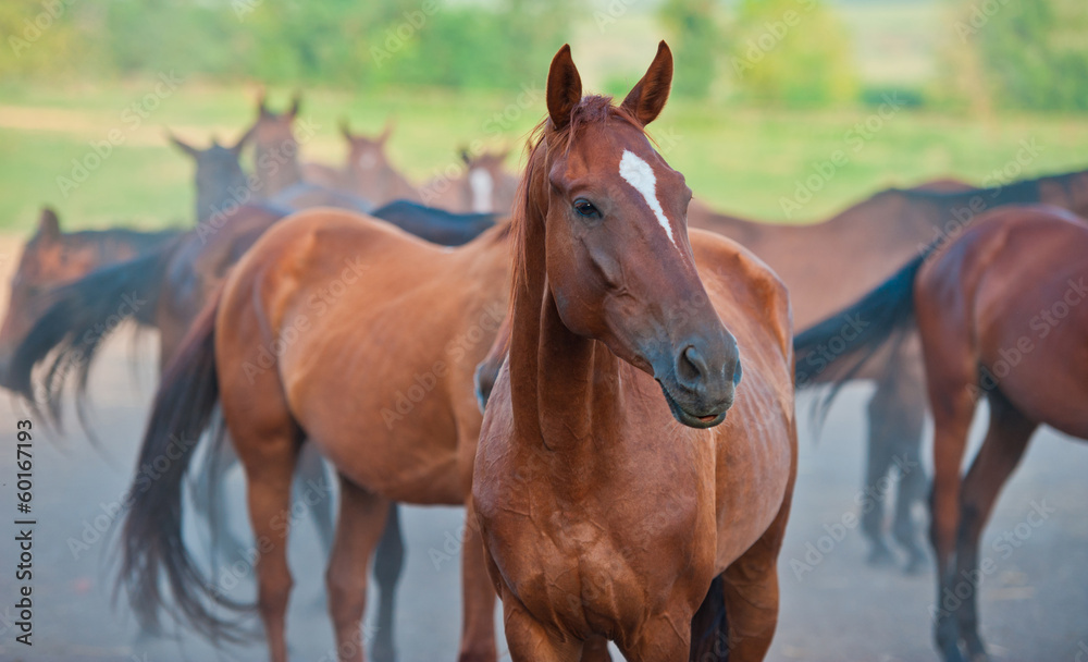 Fototapeta premium horses