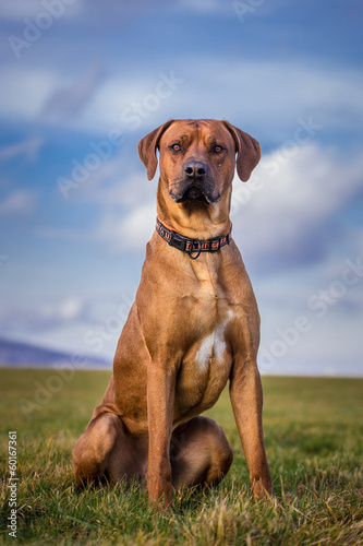 Fototapeta Naklejka Na Ścianę i Meble -  ridgeback dog