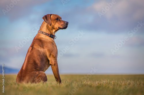 ridgeback dog photo