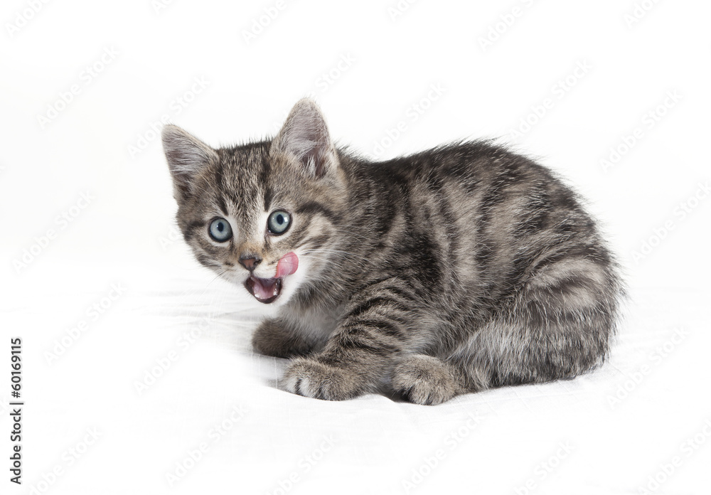 Obraz premium small cat calls