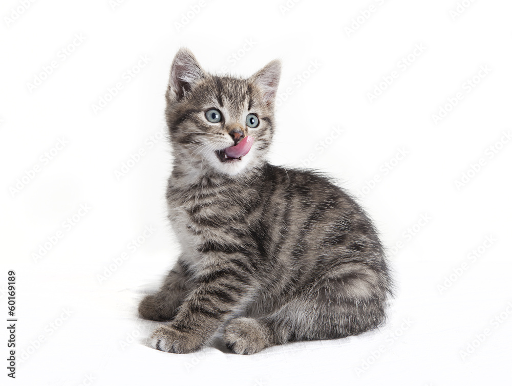 Small cat licking with the tongue