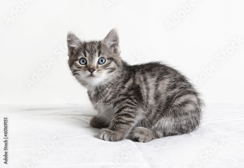 small striped tomcat