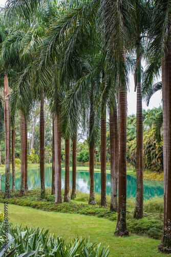 palm trees on the lake
