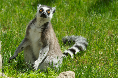 lemur © Stocked House Studio