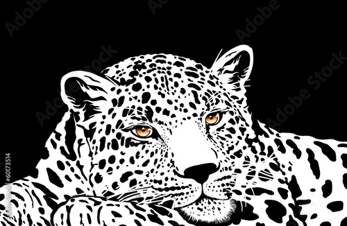 leopard with gold eyes