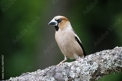 Hawfinch, Coccothraustes coccothraustes