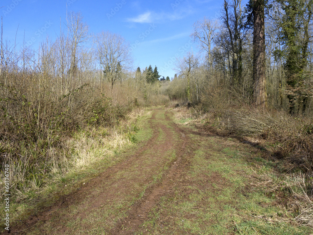 Fototapeta premium Highnam's Wood RSPB Reserve