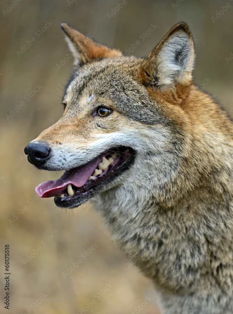 Gray Wolf in the woods