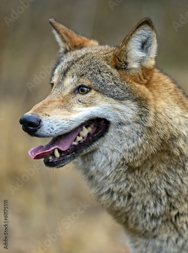 Gray Wolf in the woods © kyslynskyy