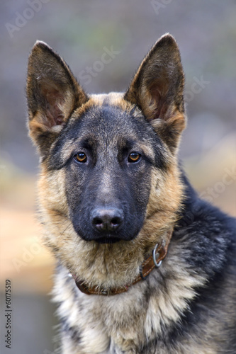 Shepherd portrait in the park