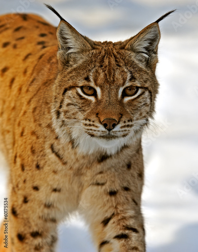 Lynx in their © kyslynskyy
