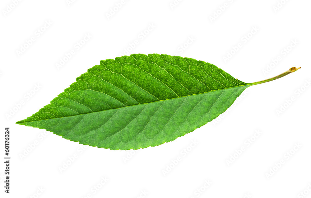 Fototapeta premium Green leaf