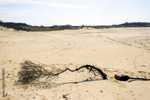 Sand landscape, National Park Zuid Kennemerland, The Netherlands photo