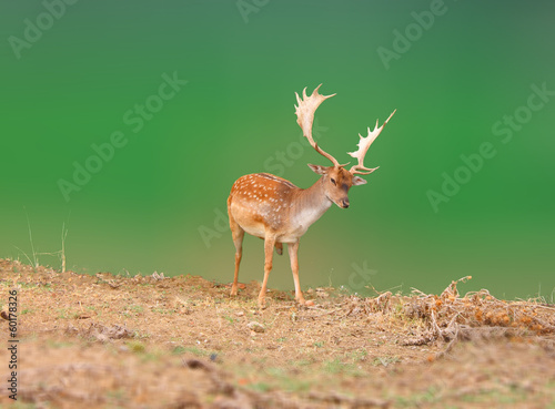 dappled deer on a green background photo