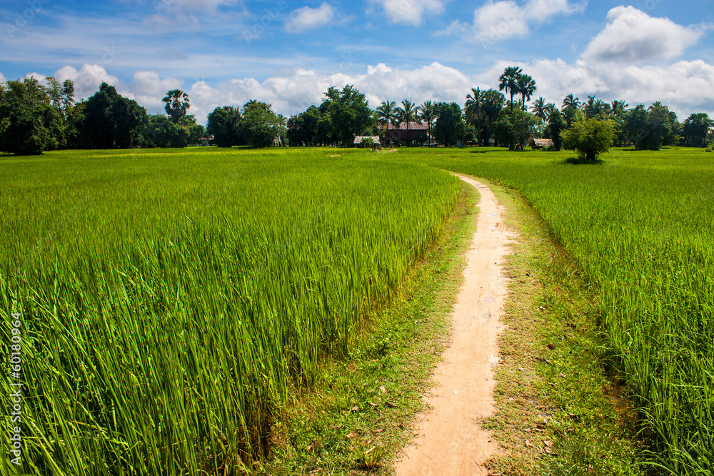 Rice field, Don Det island, Laos