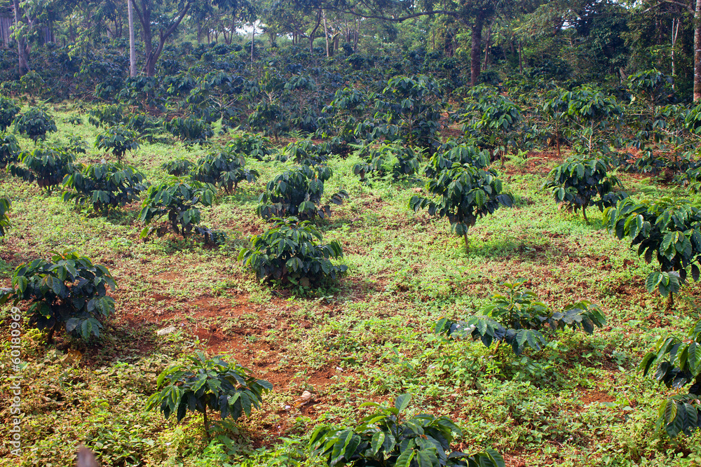 Coffee plantation on Bolaven Plateau in Laos