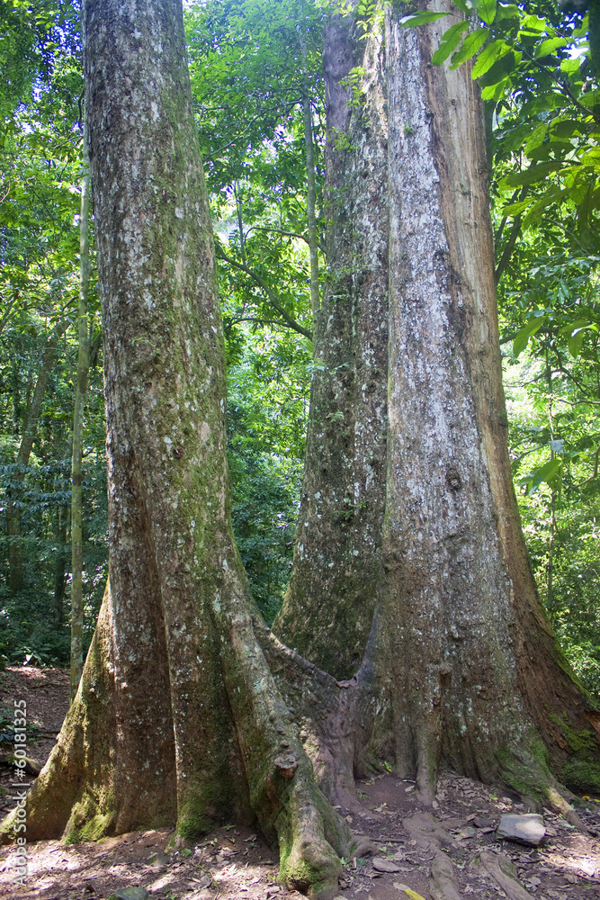 Giant tree in Cuc Phuong National Park in Vietnam Giant tree in Cuc Phuong National Park in Vietnam