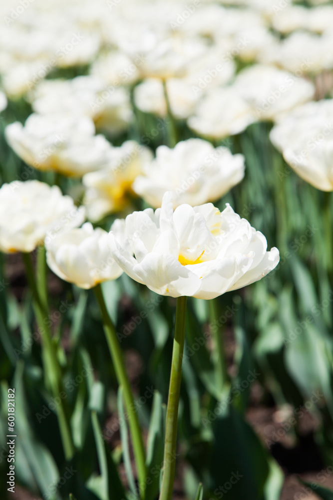 Casablanca tulip