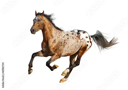 appaloosa stallion