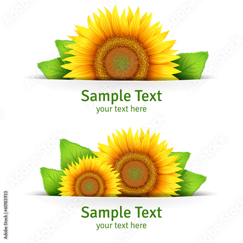 Banner, floral background or template card with sunflowers