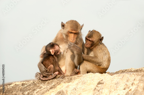 Monkey family in happiness . © topten22photo