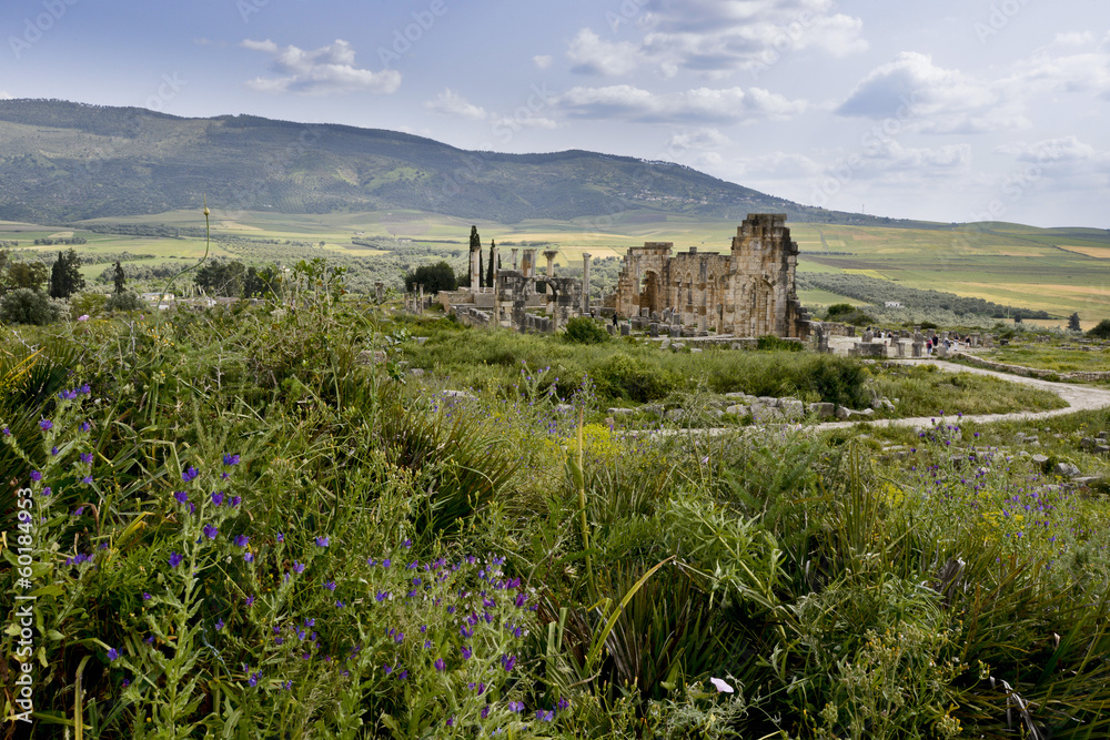 Fototapeta premium Volubilis