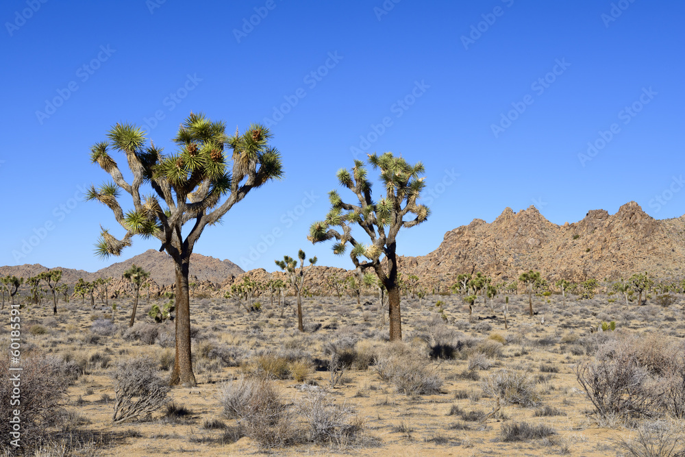 Joshua Tree and Rocks Joshua Tree and Rocks
