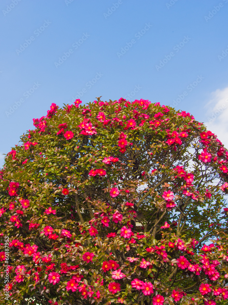 sasanqua flowers are in bloom a lot