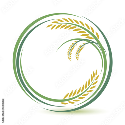 Rice design on white background 