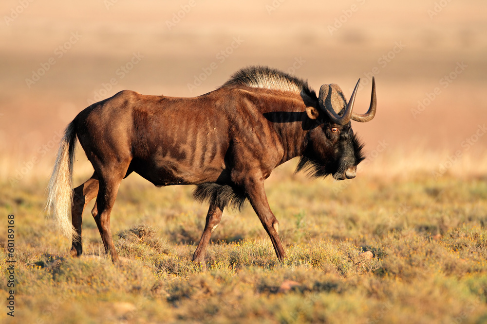 Black wildebeest