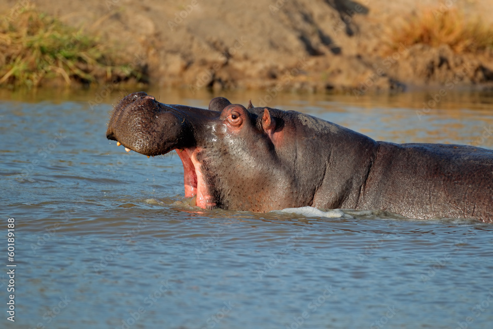 Fototapeta premium Hippo with gaping mounth