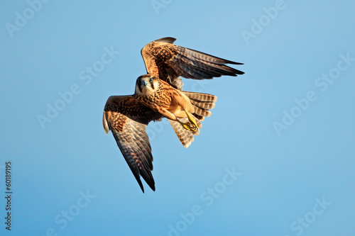 Samolepka Lanner falcon in flight