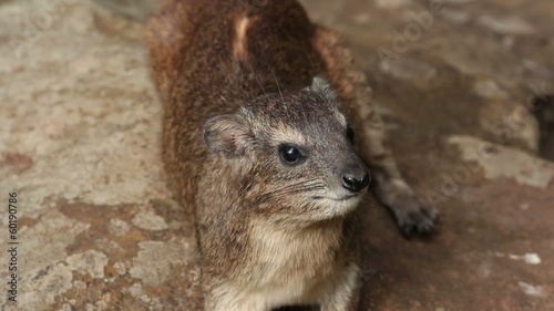 Portrait of a yellow-spotted rock hyrax, Nairobi National Park