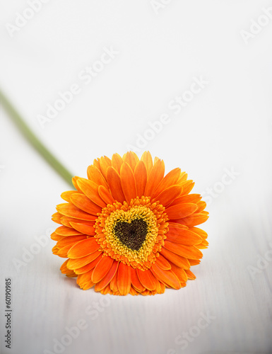 Heart from orange daisy-gerbera on white table