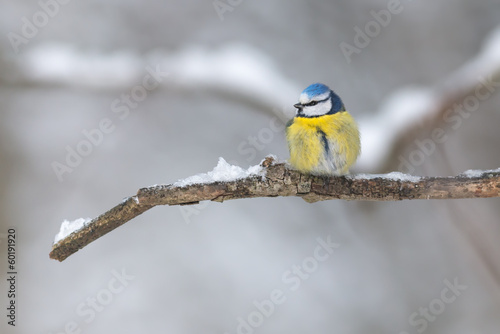 Blue tit on winter branch