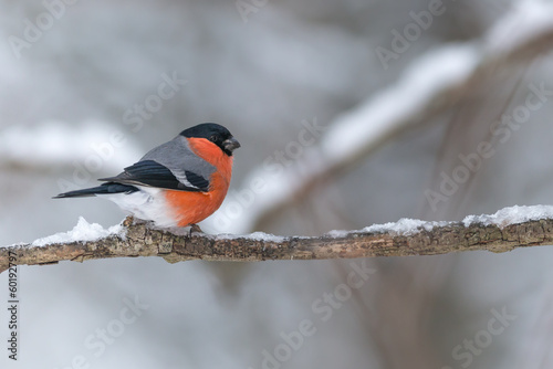 Foto Bullfinch sits on a icy branch