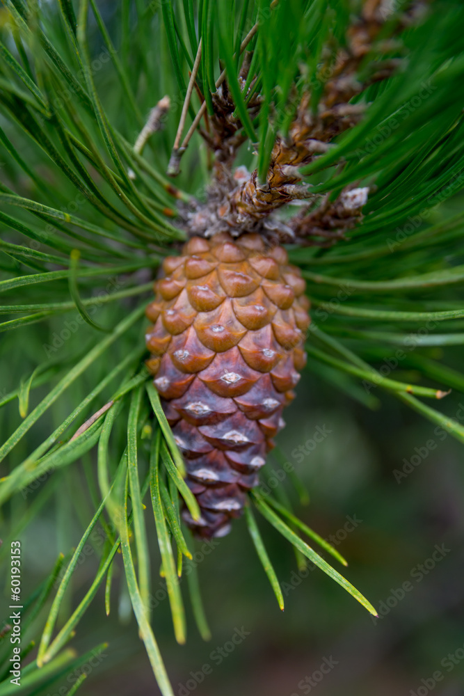 Fototapeta premium pine cone on tree branch