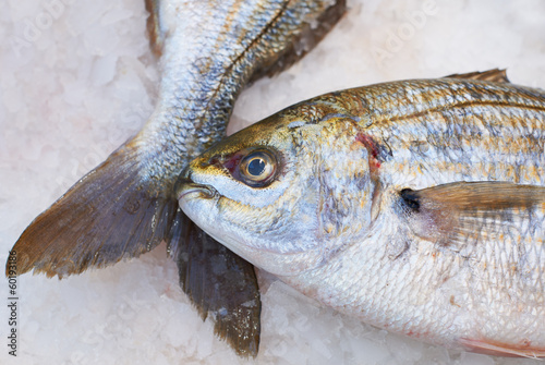 Fish for sale on market